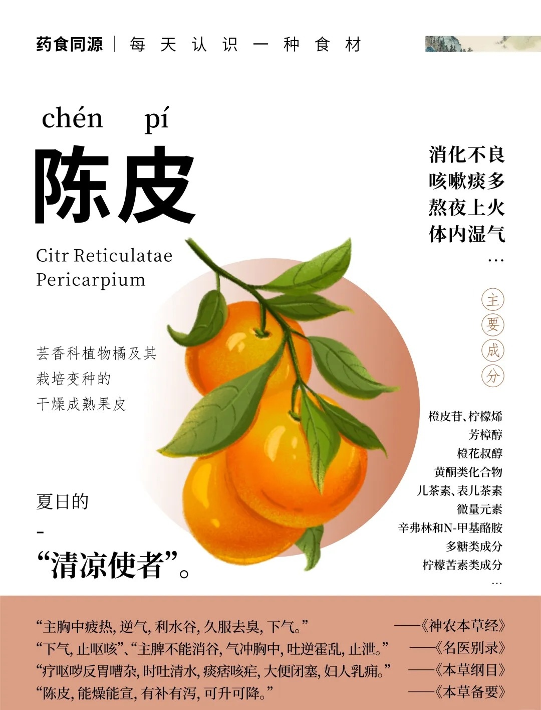 🍊 陈皮｜「一两陈皮一两金」的千年智慧。📜 《本草纲目》载：理气健脾，燥湿化痰。🌿 辛香温润，脾胃的天然搭档。✨ 药食同源，岁月沉淀的黄金之味